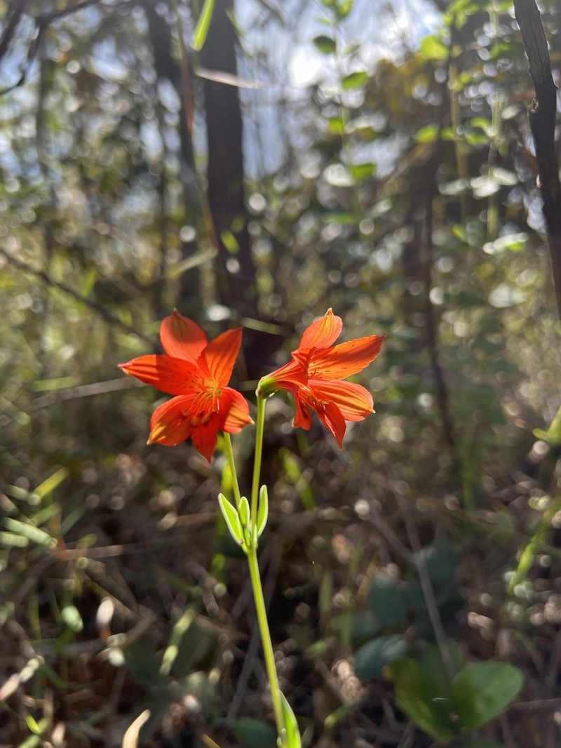 Alstroemeria gardneri photo 2