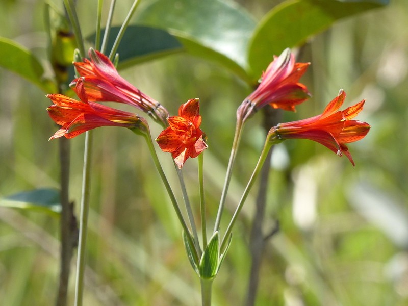 Alstroemeria gardneri photo 3