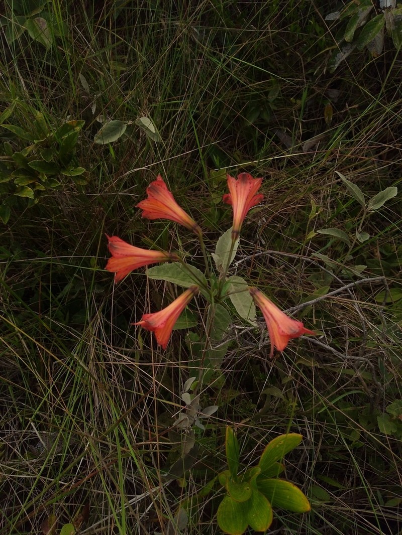 Alstroemeria gardneri photo 4