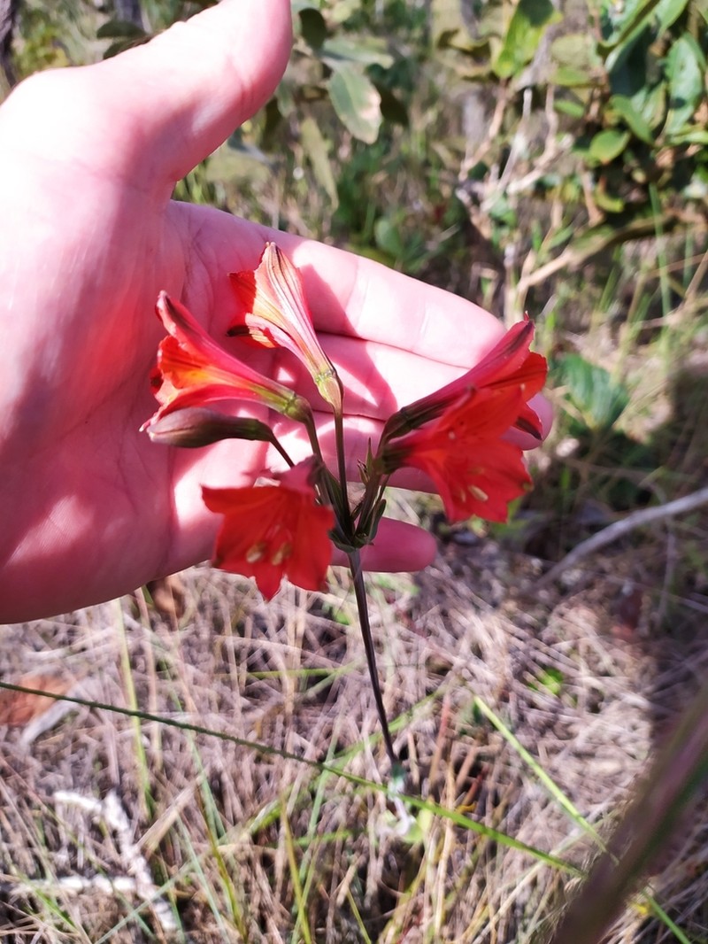 Alstroemeria gardneri photo 5