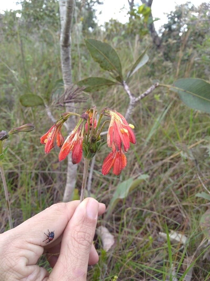 Alstroemeria gardneri photo 6