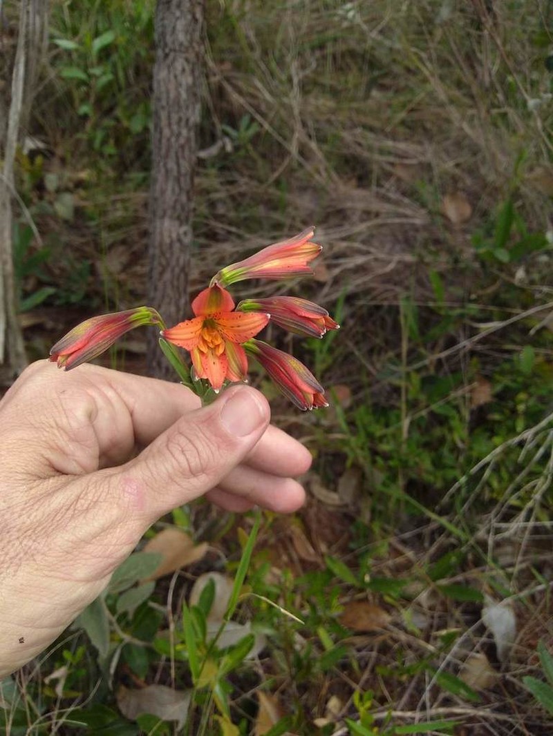 Alstroemeria gardneri photo 8