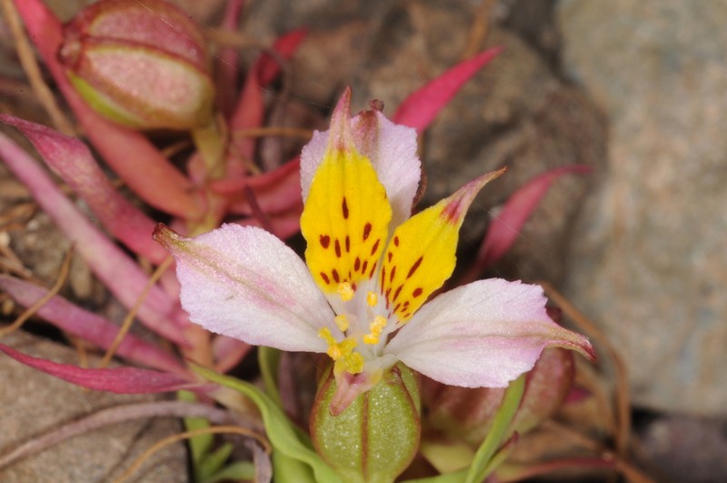 Alstroemeria graminea photo 2