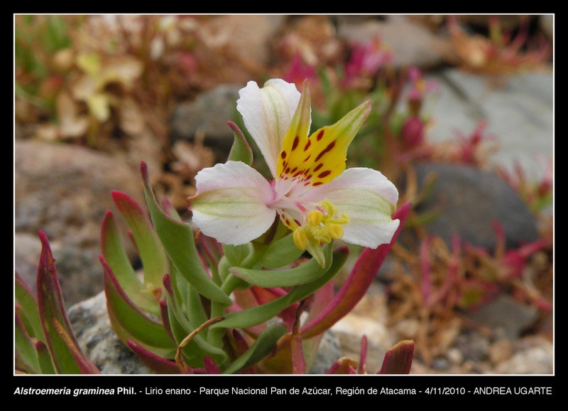 Alstroemeria graminea photo 4