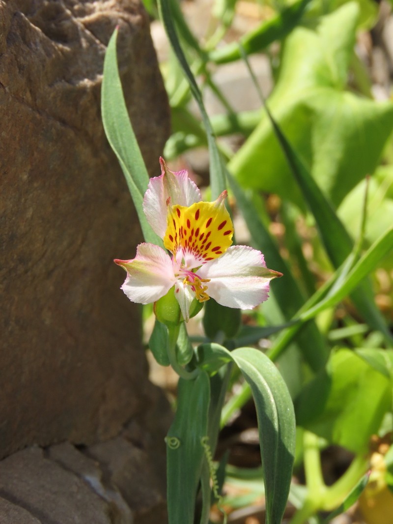 Alstroemeria graminea photo 5