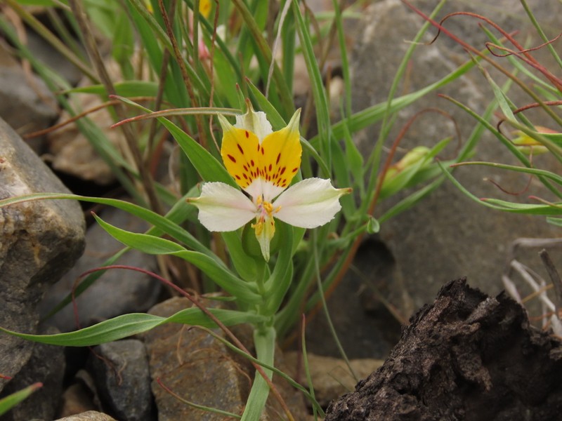Alstroemeria graminea photo 6