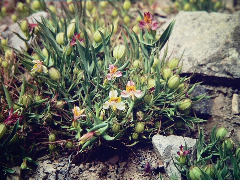 Alstroemeria graminea photo 7