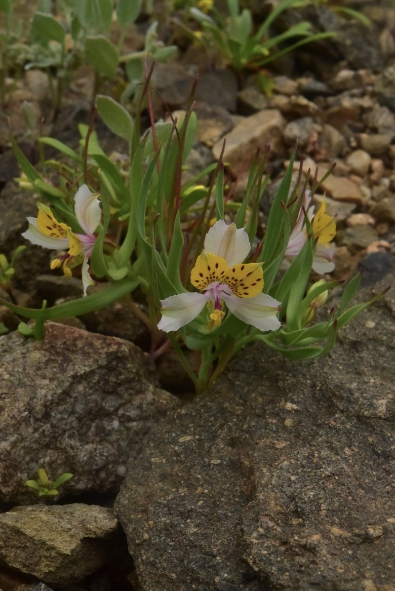 Alstroemeria graminea photo 8