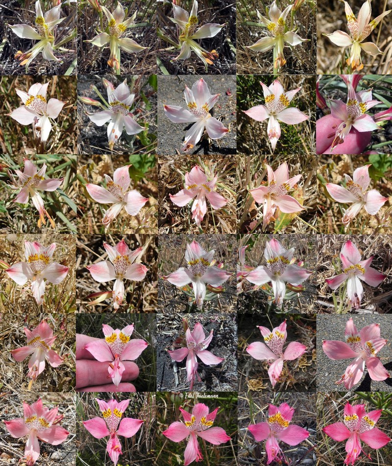 Alstroemeria hookeri