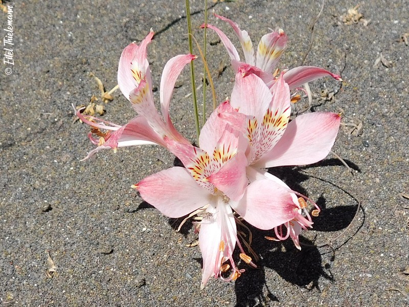 Alstroemeria hookeri photo 2