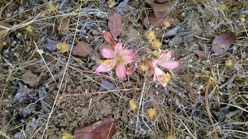 Alstroemeria hookeri photo 3
