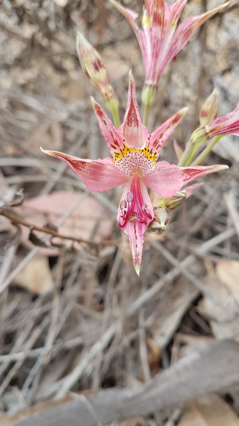 Alstroemeria hookeri photo 6