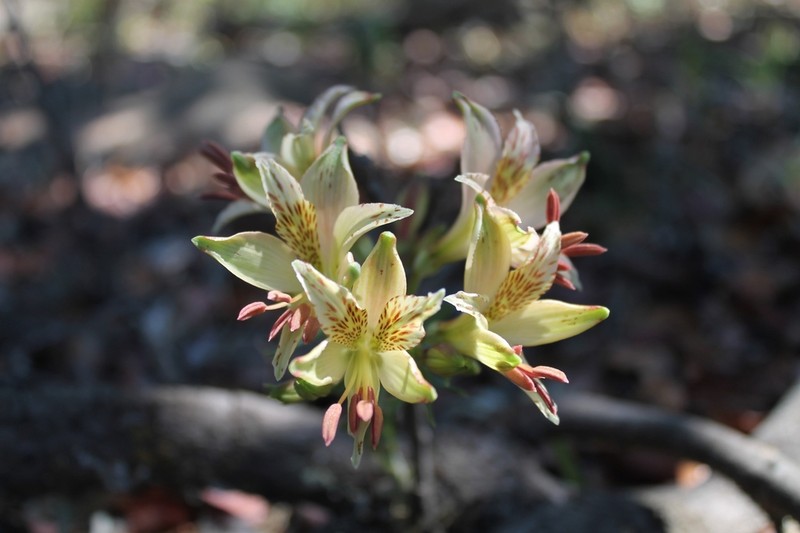 Alstroemeria hookeri photo 7
