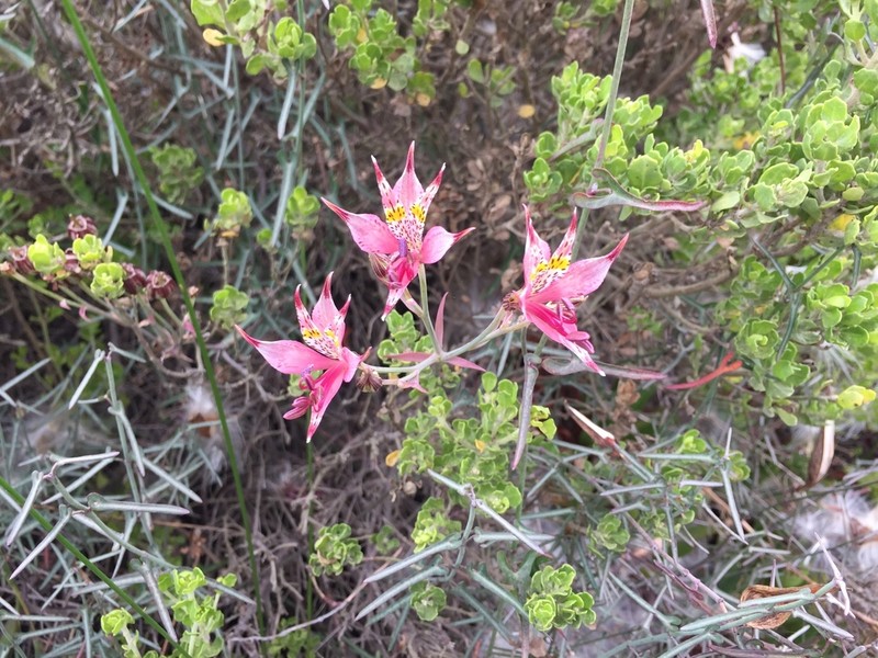 Alstroemeria hookeri photo 8