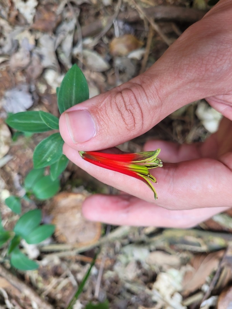 Alstroemeria inodora