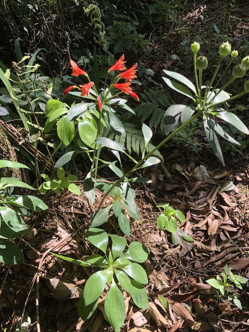 Alstroemeria inodora photo 2