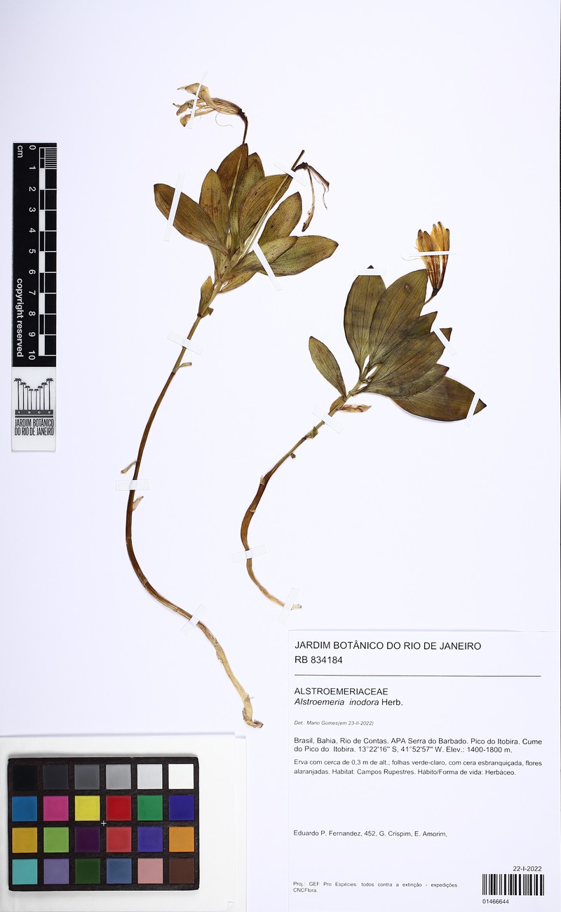 Alstroemeria inodora photo 4