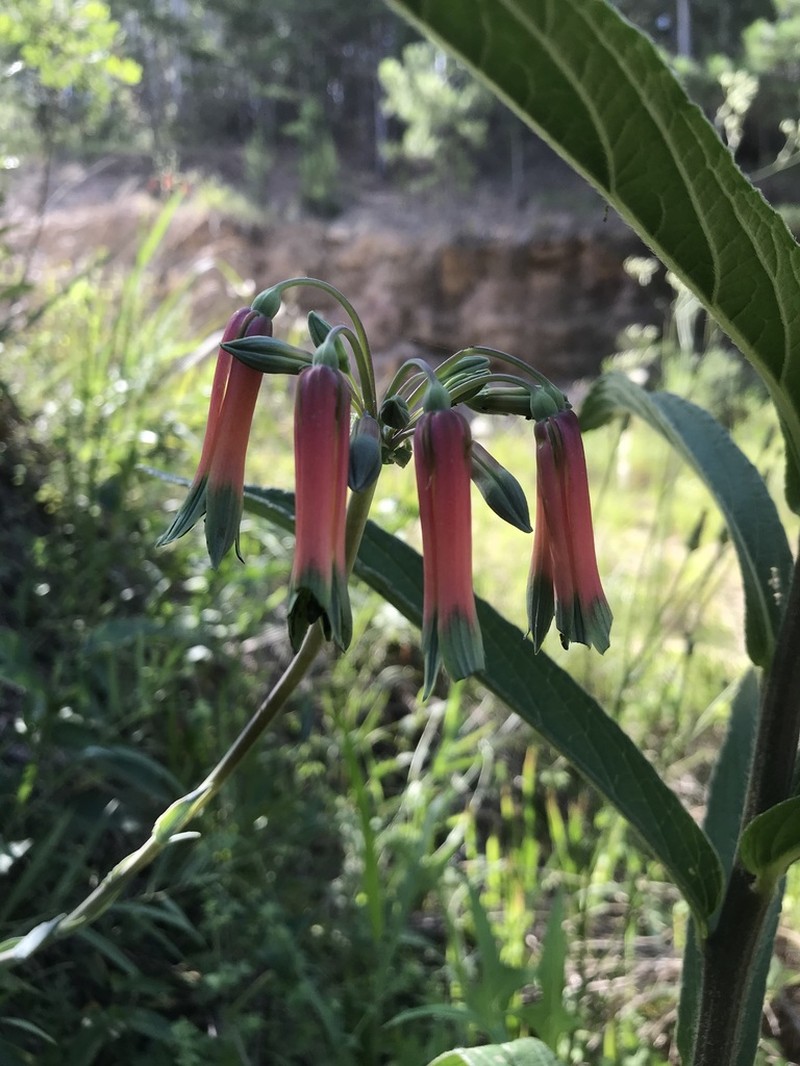 Alstroemeria isabelleana
