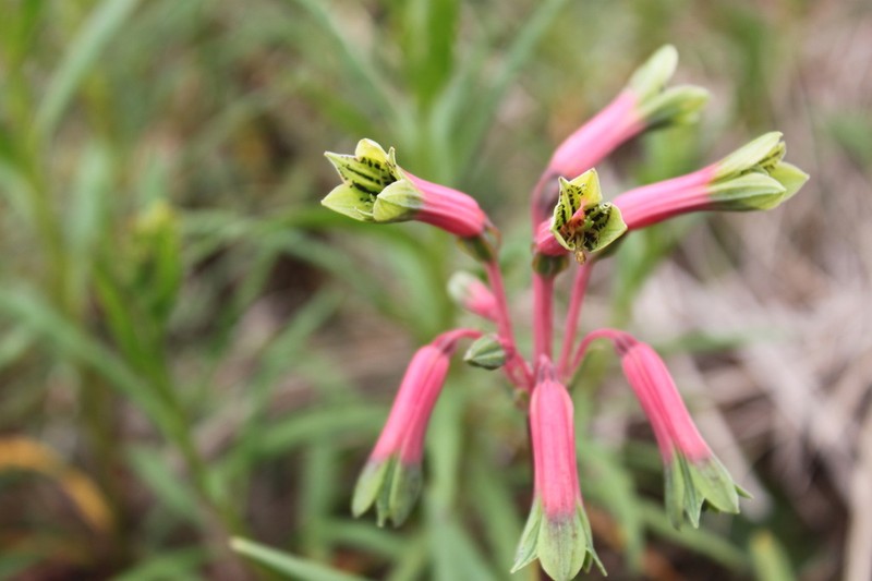 Alstroemeria isabelleana photo 2