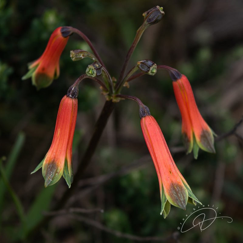 Alstroemeria isabelleana photo 3