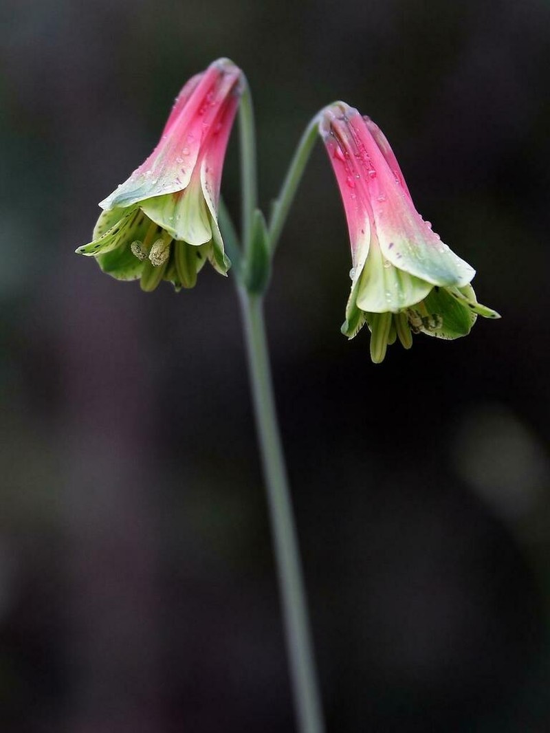 Alstroemeria julieae