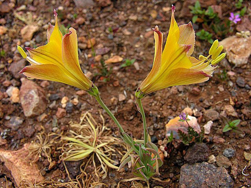 Alstroemeria kingii