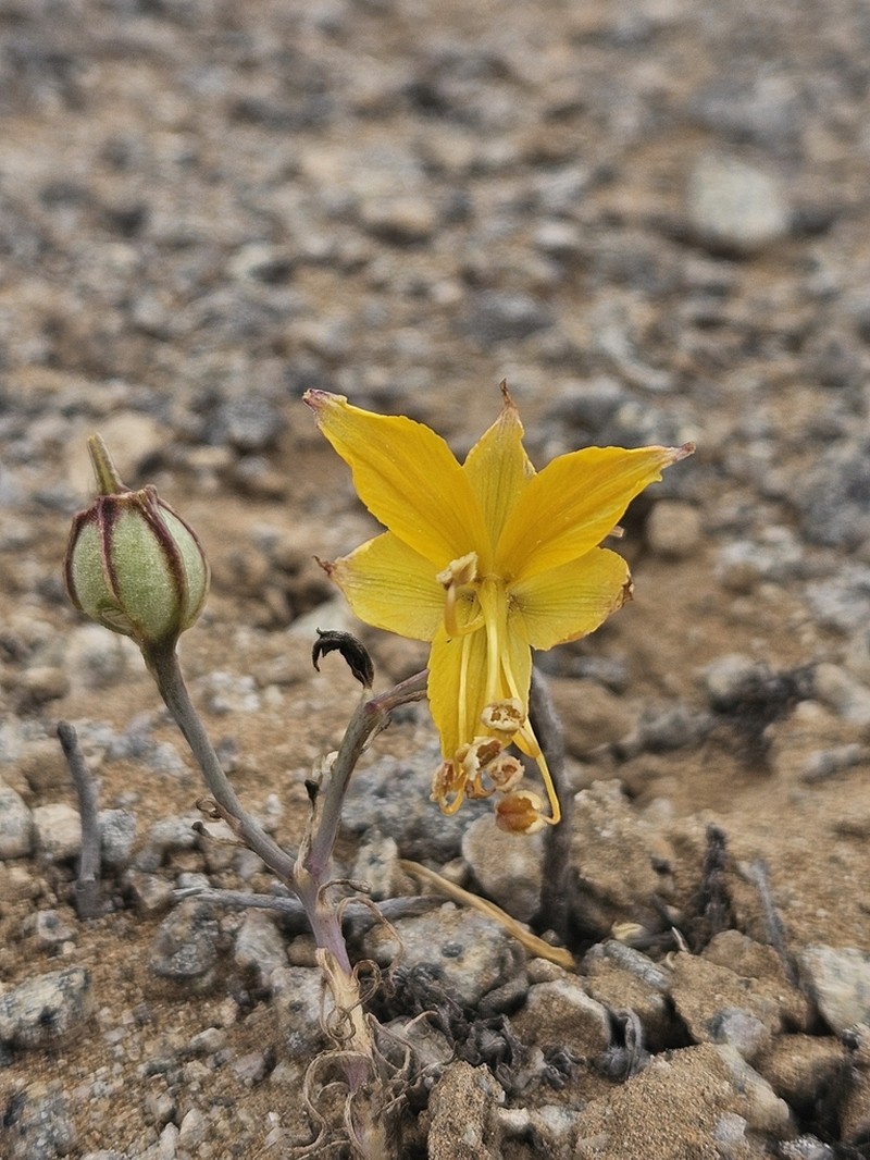 Alstroemeria kingii photo 3