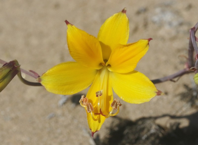 Alstroemeria kingii photo 5