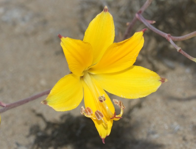 Alstroemeria kingii photo 7