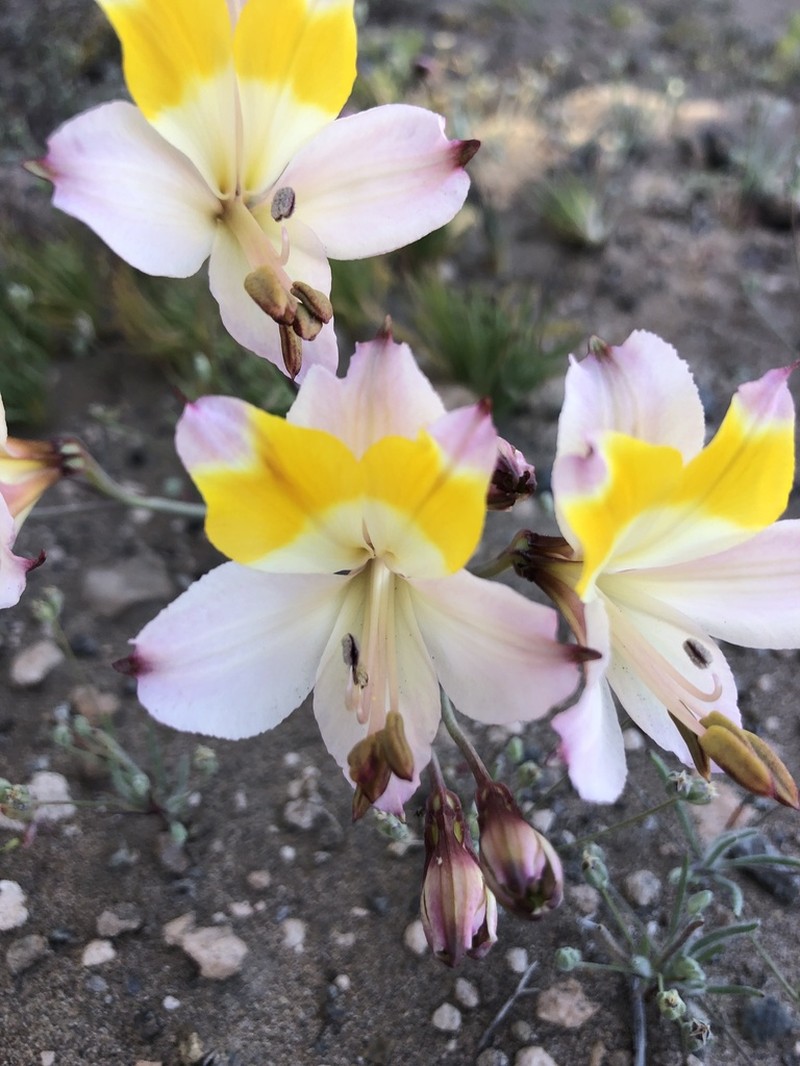 Alstroemeria leporina photo 2