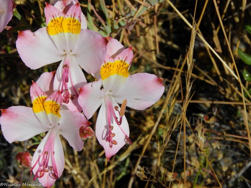 Alstroemeria leporina photo 3