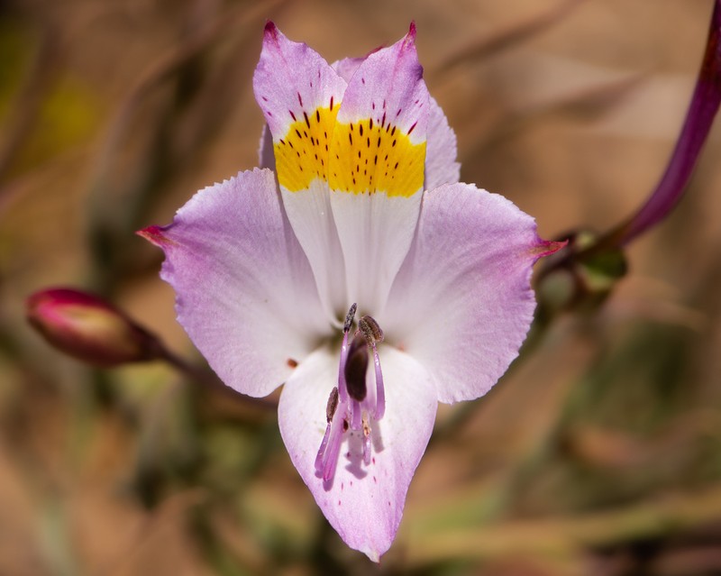Alstroemeria leporina photo 4