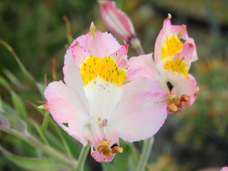 Alstroemeria leporina photo 5