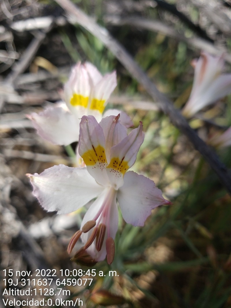 Alstroemeria leporina photo 6
