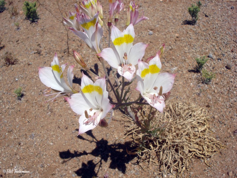 Alstroemeria leporina photo 7