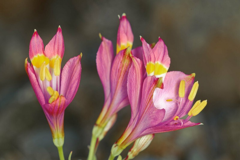 Alstroemeria leporina photo 8