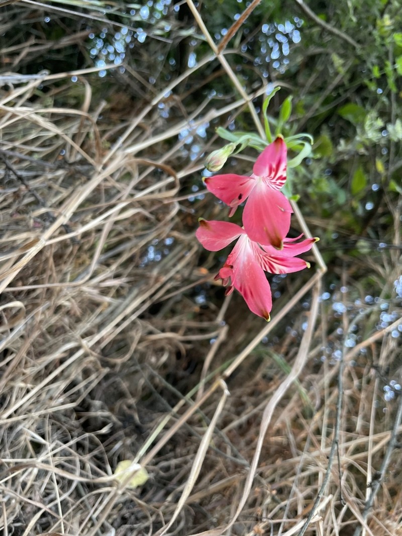 Alstroemeria ligtu