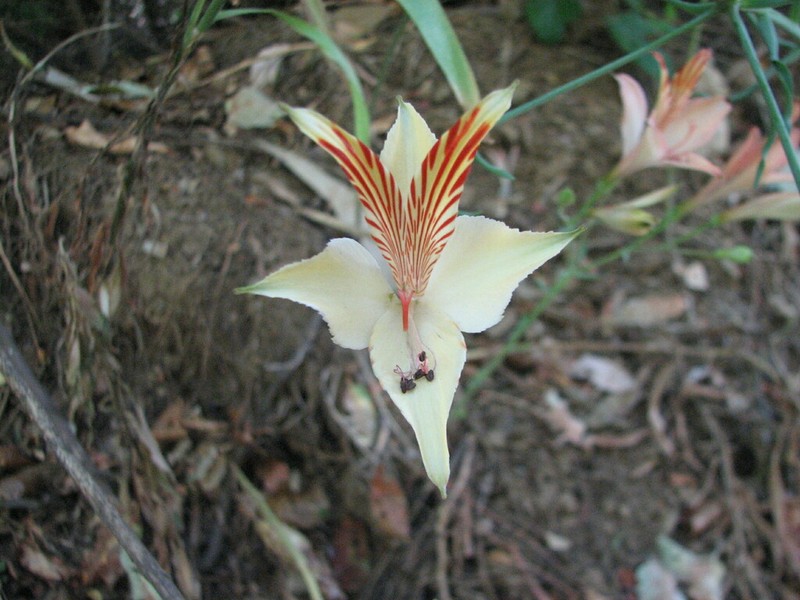 Alstroemeria ligtu photo 2