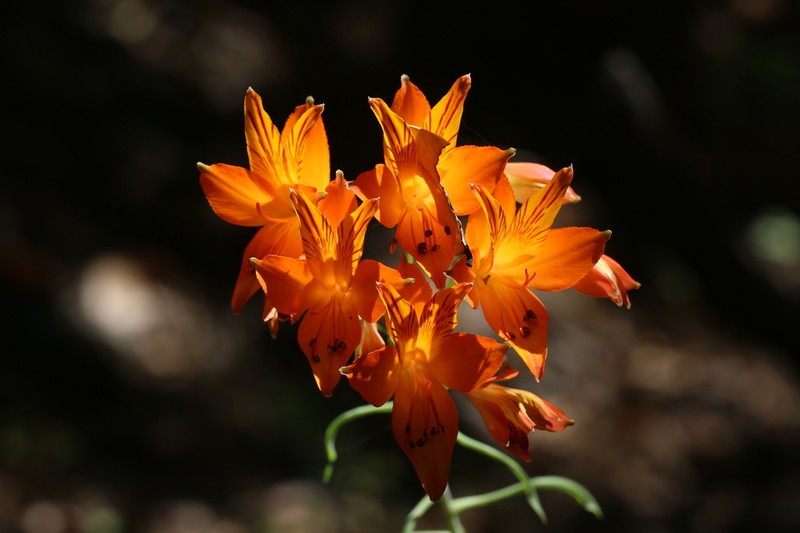 Alstroemeria ligtu photo 3