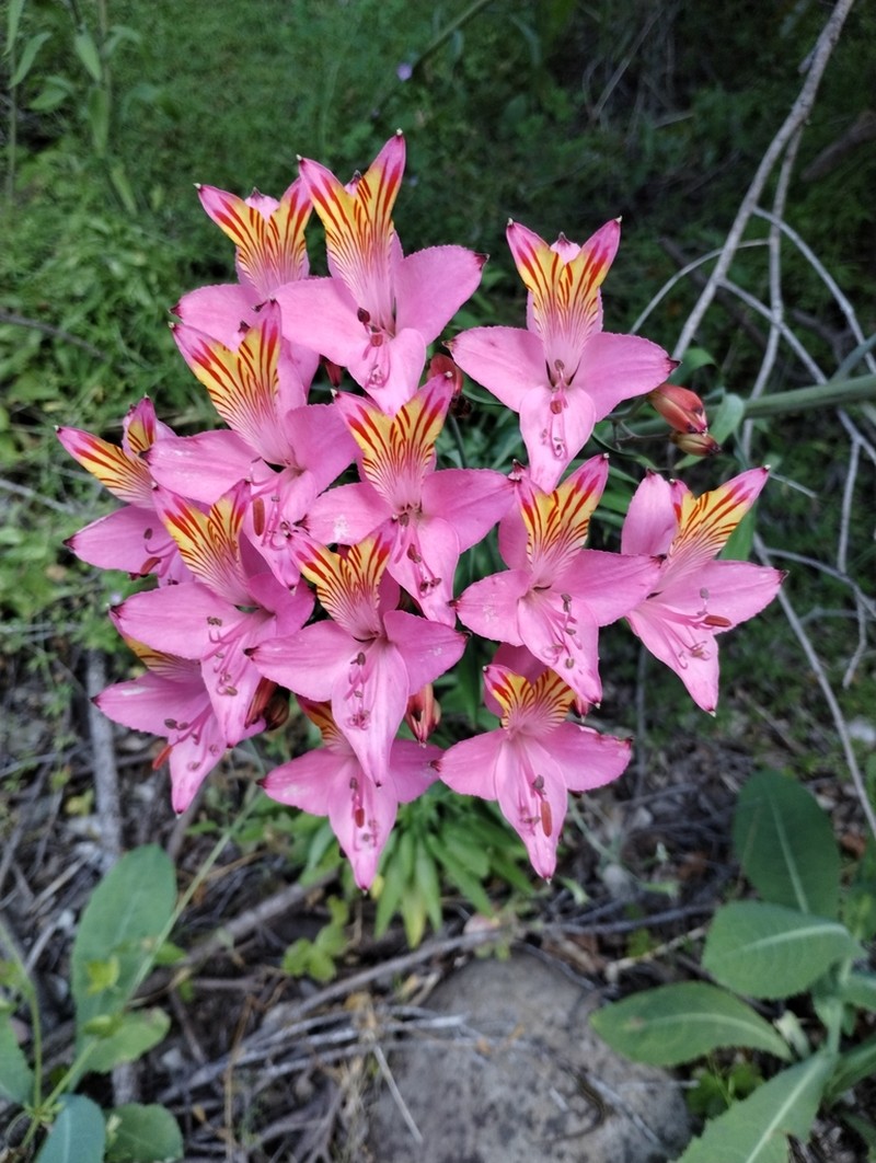 Alstroemeria ligtu photo 5