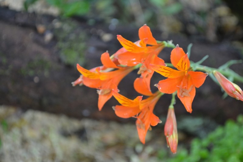 Alstroemeria ligtu photo 6