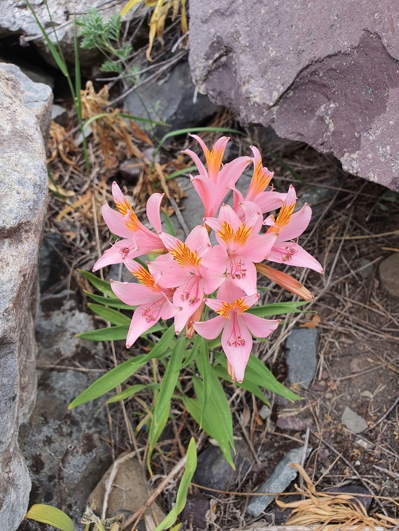 Alstroemeria ligtu photo 7