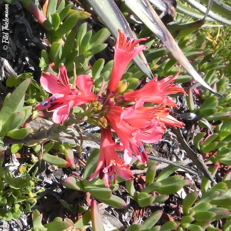 Alstroemeria ligtu photo 8