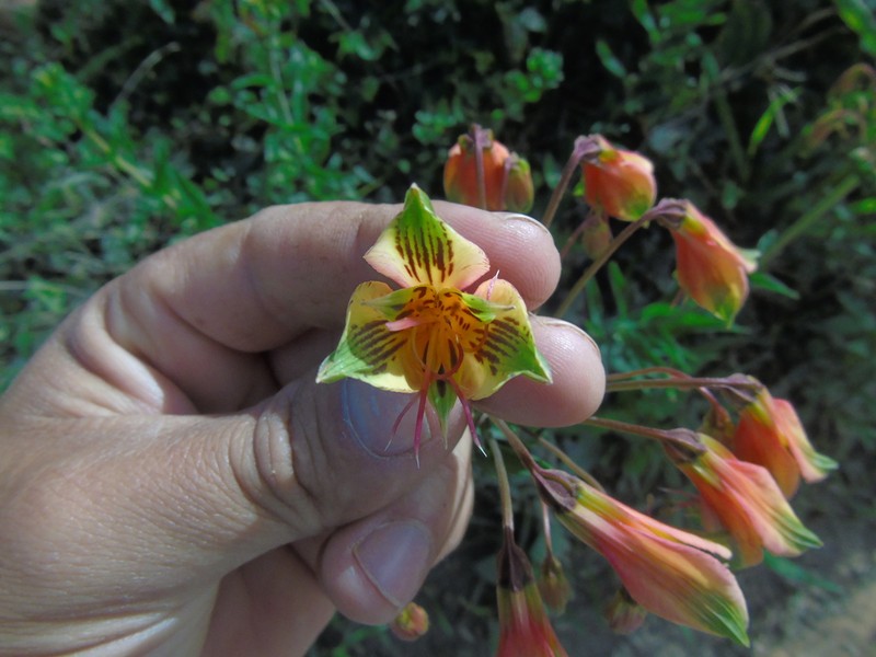 Alstroemeria longistaminea