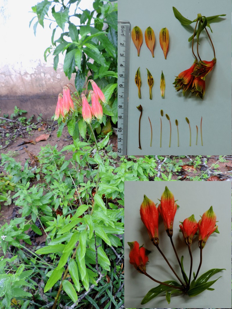 Alstroemeria longistaminea photo 2