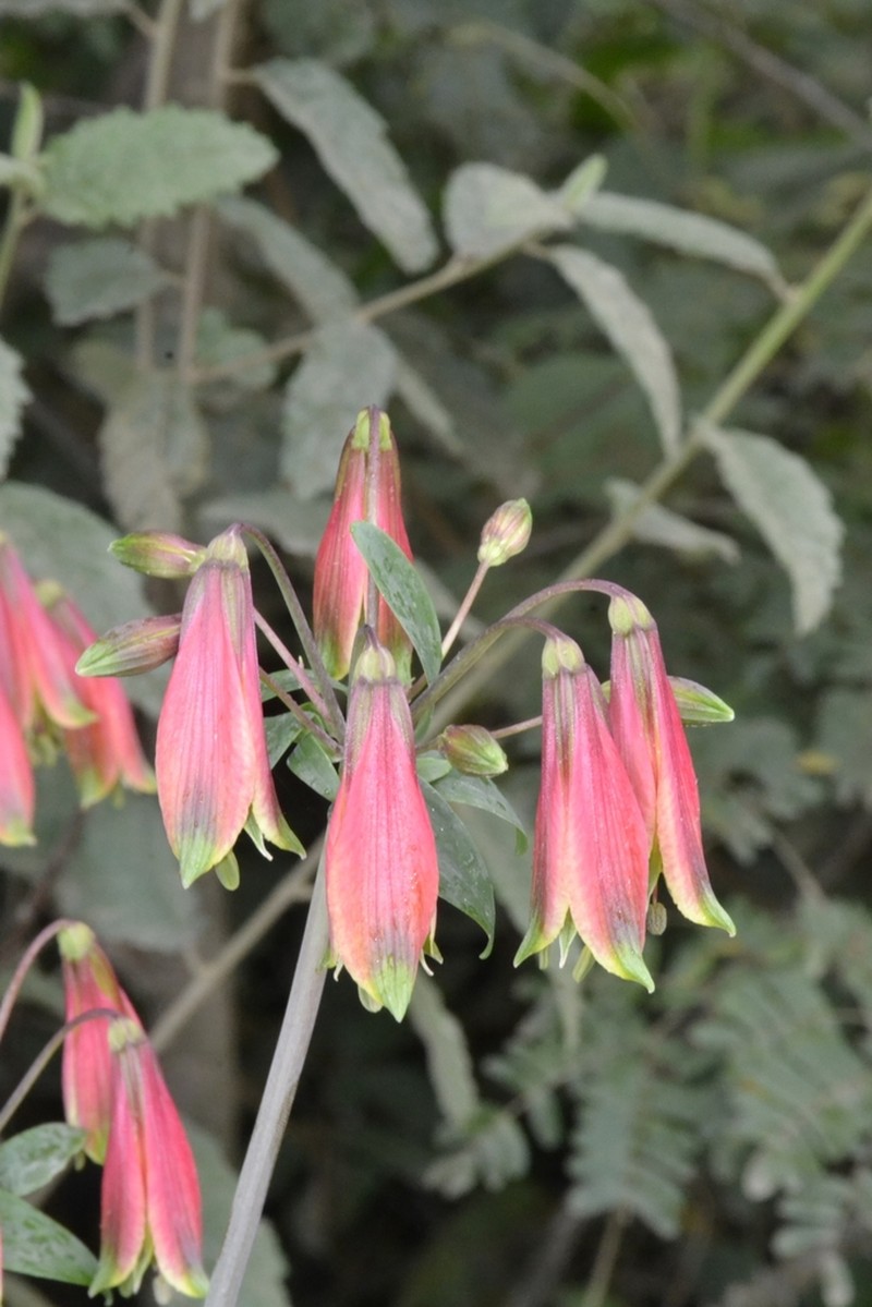 Alstroemeria longistaminea photo 3