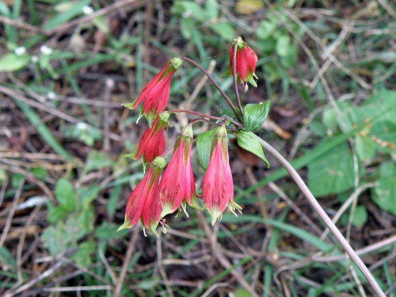 Alstroemeria longistaminea photo 4