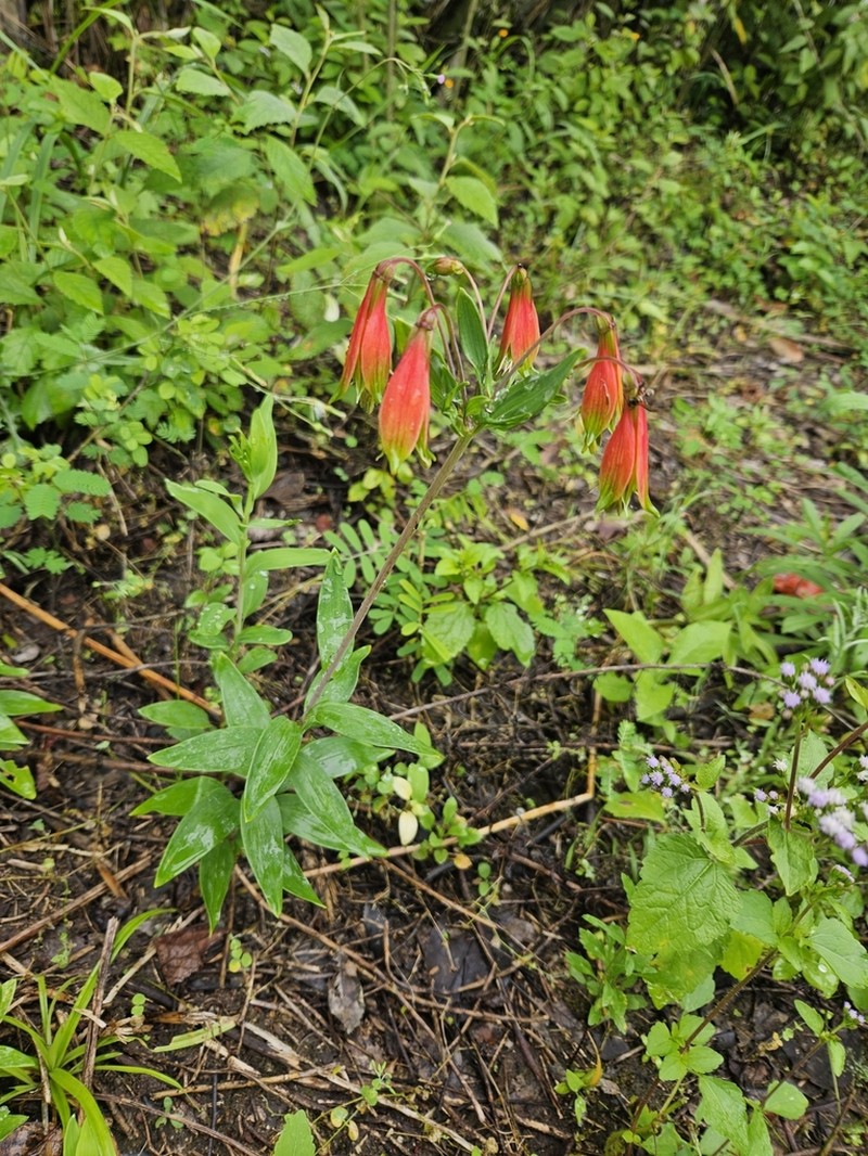 Alstroemeria longistaminea photo 5