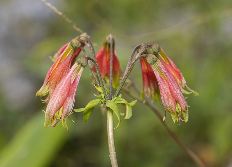 Alstroemeria longistaminea photo 6