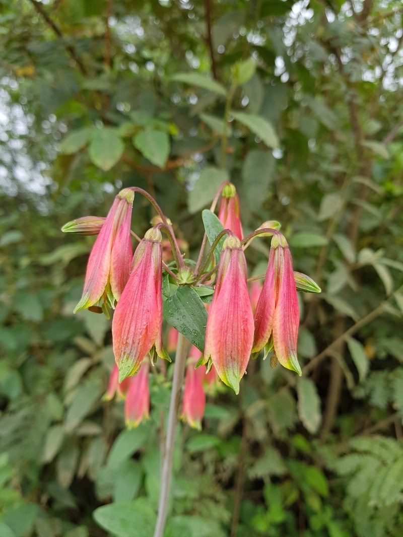 Alstroemeria longistaminea photo 7